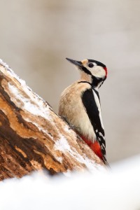 Dendrocopos major (Linnaeus, 1758)