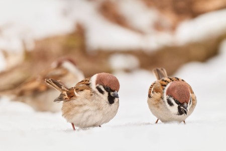 Passer montanus (Linnaeus, 1758)