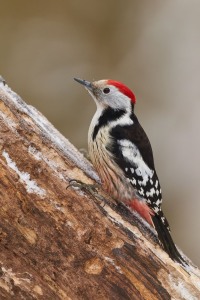 Dendrocoptes medius (Linnaeus, 1758)