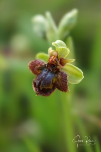 Ophrys × fernandii Rolfe