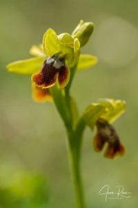 Ophrys × fraresiana M.R.Lowe, Piera & M.B.Crespo
