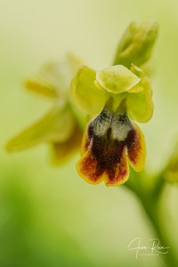 Ophrys × fraresiana M.R.Lowe, Piera & M.B.Crespo