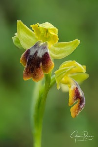 Ophrys × fraresiana M.R.Lowe, Piera & M.B.Crespo