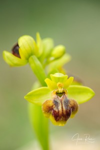 Ophrys × clapensis Balayer,