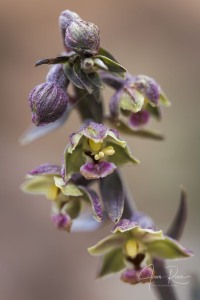 Epipactis kleinii M.B. Crespo, M.R. Lowe & Piera