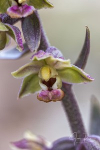 Epipactis kleinii M.B. Crespo, M.R. Lowe & Piera