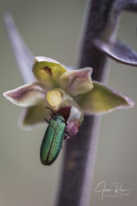 Epipactis kleinii M.B. Crespo, M.R. Lowe & Piera