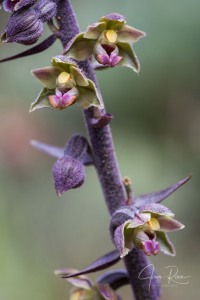 Epipactis kleinii M.B. Crespo, M.R. Lowe & Piera