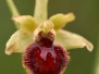 Ophrys virescens