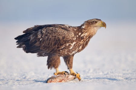 Haliaeetus albicilla (Linnaeus, 1758)