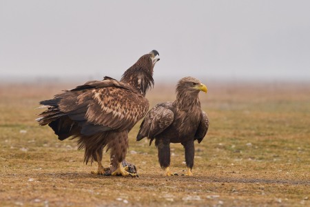 Haliaeetus albicilla (Linnaeus, 1758)