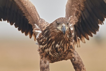 Haliaeetus albicilla (Linnaeus, 1758)