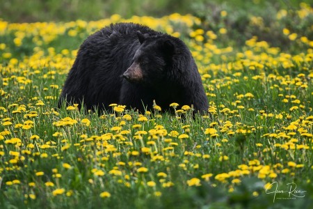 Ursus americanus (Pallas, 1780)