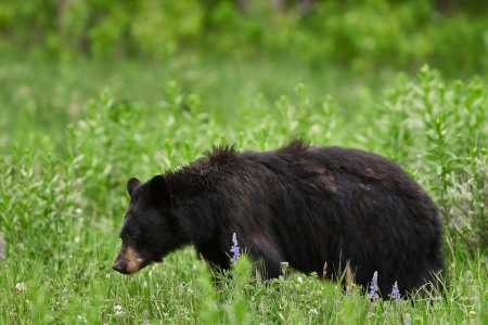 Ursus americanus (Pallas, 1780)