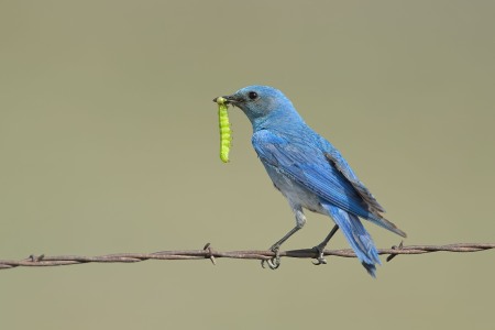 Sialia currucoides (Bechstein, 1798) - Mountain Bluebird