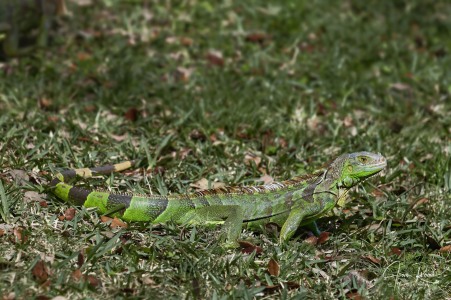 Iguana iguana (Linnaeus, 1758)