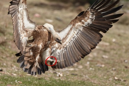 Gyps fulvus (Hablizl, 1783)