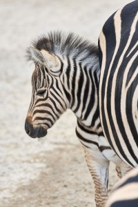 Equus quagga burchellii (Gray, 1824)