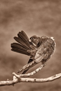 Falco vespertinus (Linnaeus, 1766)