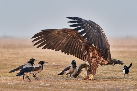 Haliaeetus albicilla (Linnaeus, 1758)