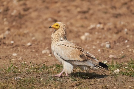 Neophron percnopterus (Linnaeus, 1758)