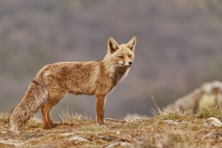 Vulpes vulpes (Linnaeus, 1758)