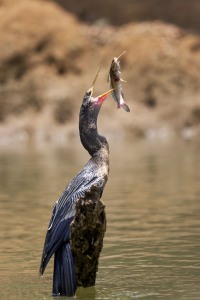 Anhinga anhinga (Linnaeus, 1766)