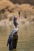 Anhinga anhinga (Linnaeus, 1766)
