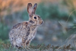 Oryctolagus cuniculus (Linnaeus, 1758)