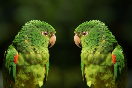 Aratinga leucophthalmus (Muller, 1776) - White-eyed Parakeet, Loro de ala roja