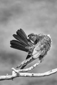 Falco vespertinus (Linnaeus, 1766)