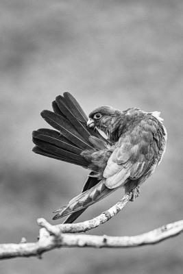 Falco vespertinus (Linnaeus, 1766)