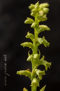 Gennaria diphylla (Link) Parl., Fl. Ital. 3: 405 (1860).