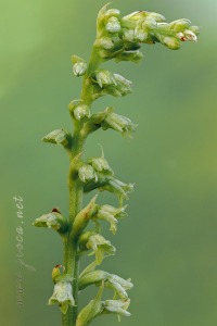 Gennaria diphylla (Link) Parl., Fl. Ital. 3: 405 (1860).
