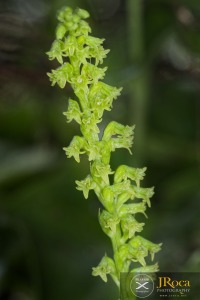 Gennaria diphylla (Link) Parl.