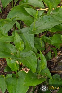 Gennaria diphylla (Link) Parl.