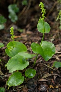 Gennaria diphylla (Link) Parl.