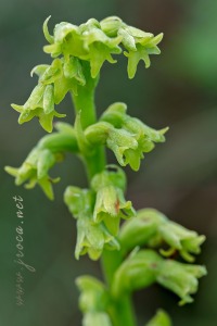 Gennaria diphylla (Link) Parl., Fl. Ital. 3: 405 (1860).