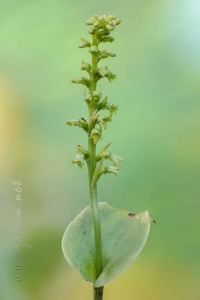 Gennaria diphylla (Link) Parl., Fl. Ital. 3: 405 (1860).