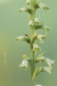 Gennaria diphylla (Link) Parl., Fl. Ital. 3: 405 (1860).