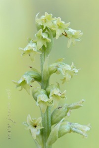 Gennaria diphylla (Link) Parl., Fl. Ital. 3: 405 (1860).