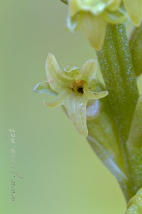 Gennaria diphylla (Link) Parl., Fl. Ital. 3: 405 (1860).