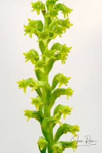 Gennaria diphylla (Link) Parl.