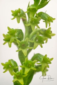 Gennaria diphylla (Link) Parl.