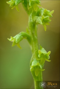 Gennaria diphylla (Link) Parl.