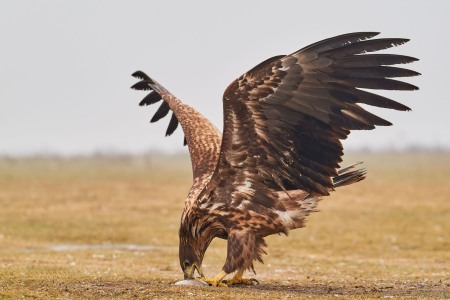 Haliaeetus albicilla (Linnaeus, 1758)