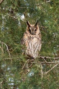 Asio otus (Linnaeus, 1758)