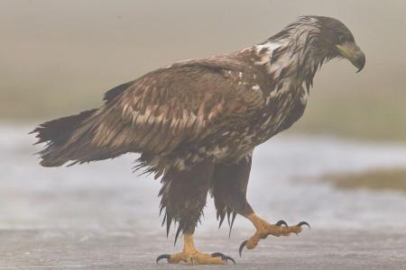 Haliaeetus albicilla (Linnaeus, 1758)