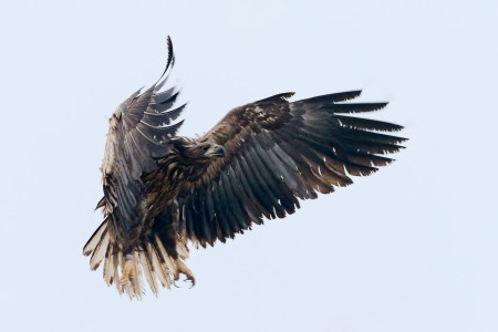 Haliaeetus albicilla (Linnaeus, 1758)