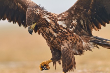 Haliaeetus albicilla (Linnaeus, 1758)